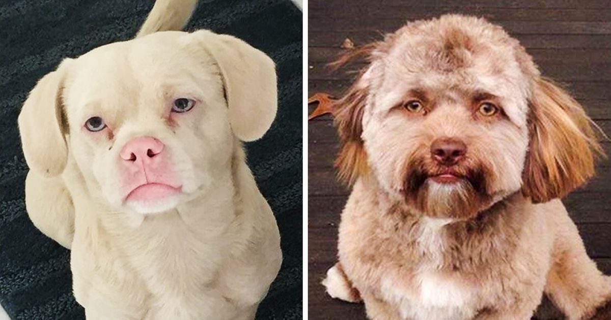Ces chiens ressemblent tellement à des humains qu’ils vont te laisser perplexe