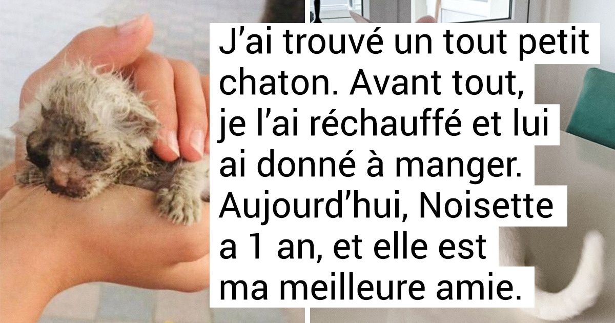 19 Animaux sans abri qui ont eu la chance de trouver leur famille aimante
