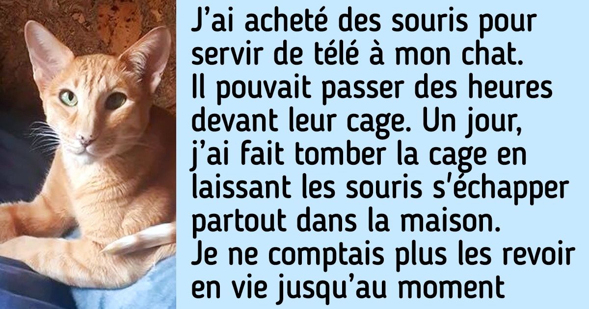 19 Amateurs De Chats Qui Savent Parfaitement Comment S Occuper De Leurs Animaux