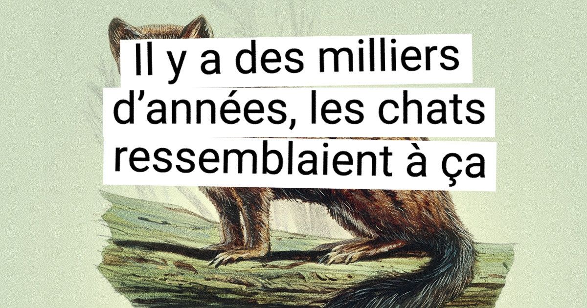 14 Ancêtres préhistoriques des animaux d’aujourd’hui qui vont te laisser bouche bée