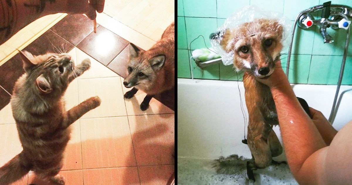 Voici la vie quotidienne de gens originaux qui ont choisi d’adopter un renard comme animal domestique