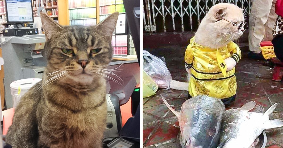 20+ Chats qui préfèrent le lieu de travail de leurs maîtres plutôt qu’un nid douillet