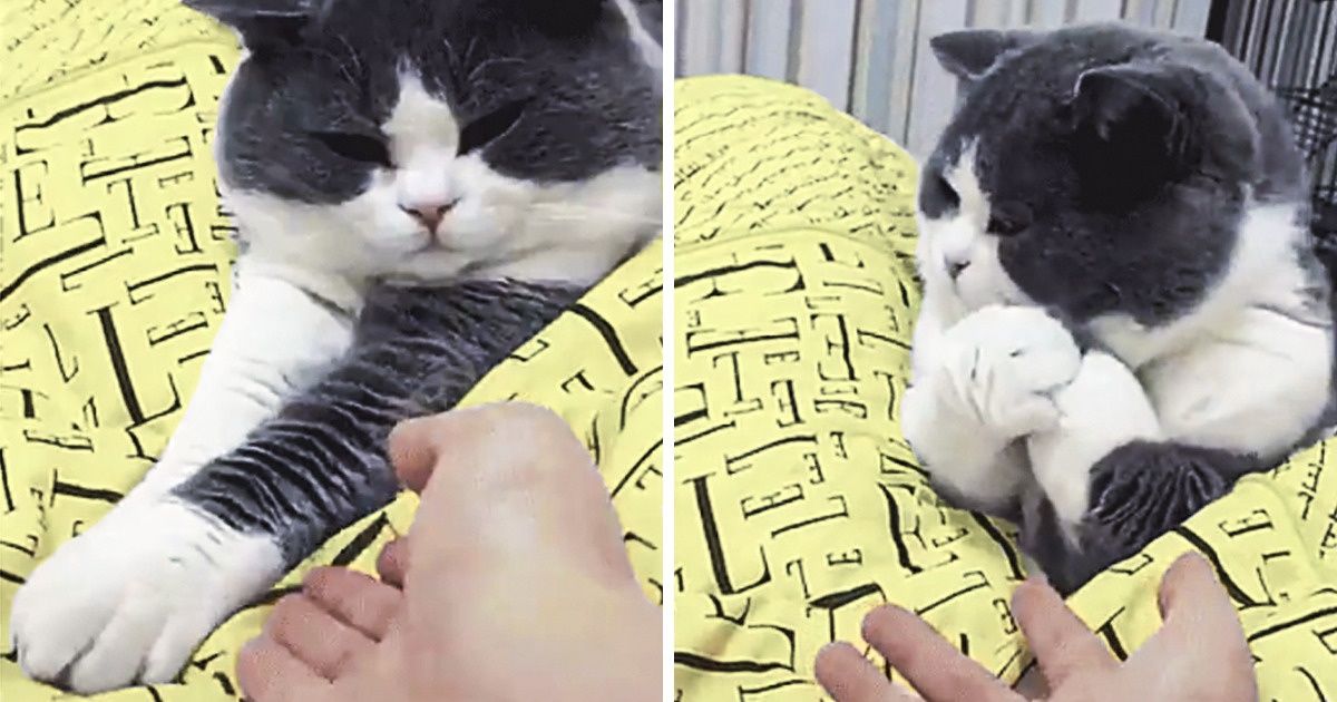 24 Preuves que les propriétaires d’animaux domestiques devraient recevoir une médaille pour leur patience sans limite