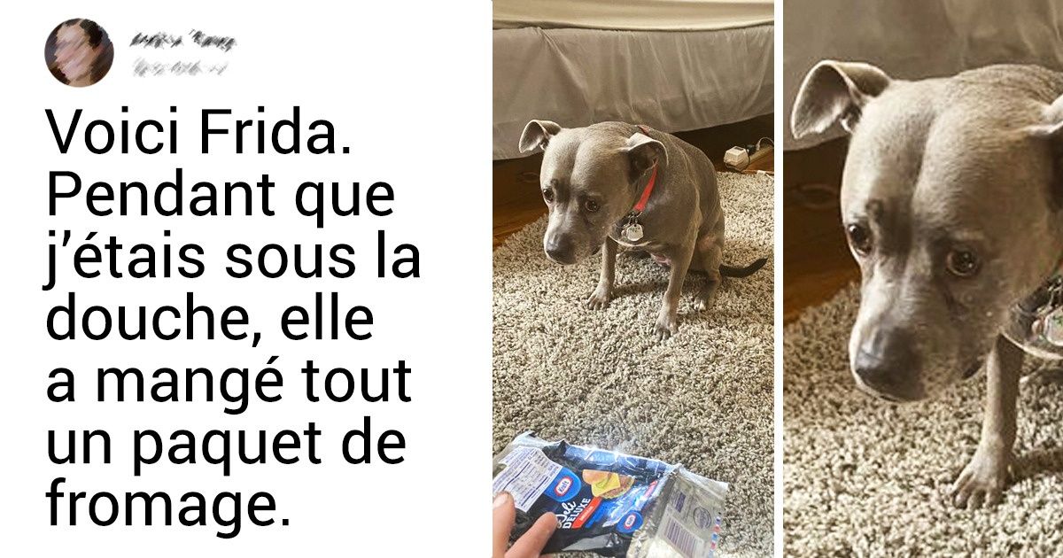 18 Animaux dont les émotions sont marquées sur leurs museaux 18 Animaux dont les émotions sont marquées sur leurs museaux
