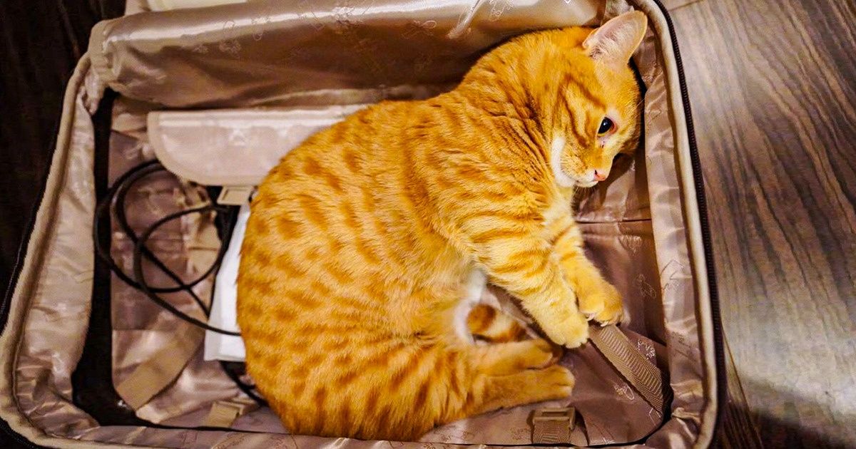 19 Preuves que n’importe quoi peut blesser les sentiments de nos animaux de compagnie bien-aimés 19 Preuves que n’importe quoi peut blesser les sentiments de nos animaux de compagnie bien-aimés