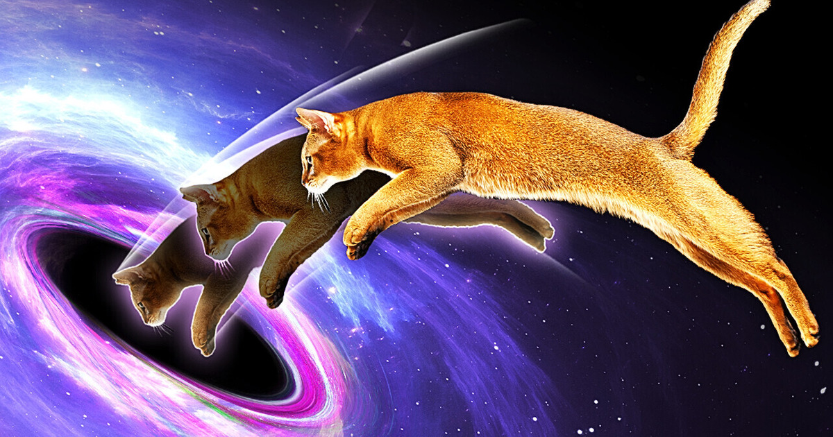 Les Trous Noirs Sont Des Chats De Schrödinger Les Trous Noirs Sont Des Chats De Schrödinger