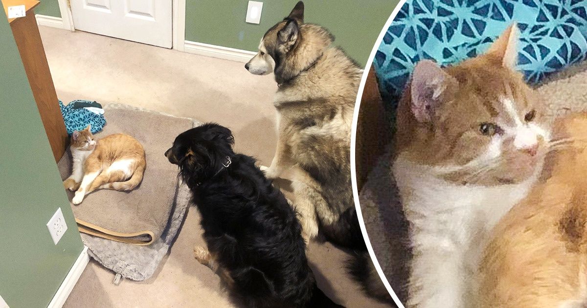 23 Internautes ont dénoncé les “voleurs” de lits de leurs chiens, et presque tous sont des chats