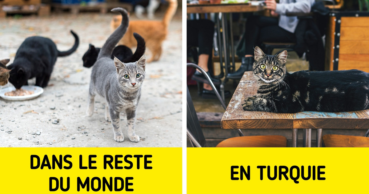 11 Particularités de la vie en Turquie qui peuvent sembler étranges pour les touristes