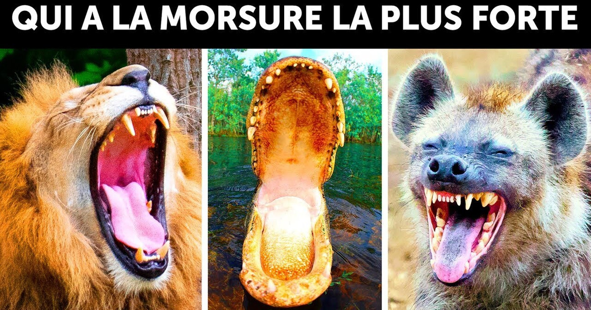 Qui A La Morsure La Plus Puissante Sur Terre