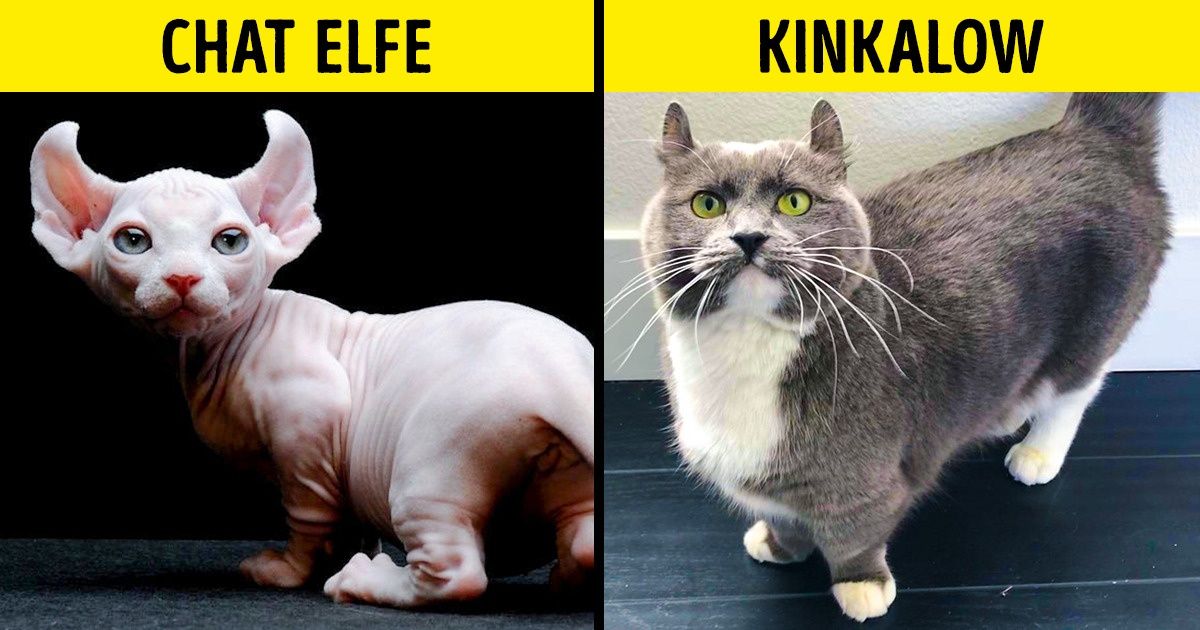 16 Races De Chats Domestiques Dont Tu N As Probablement Jamais Entendu Parler