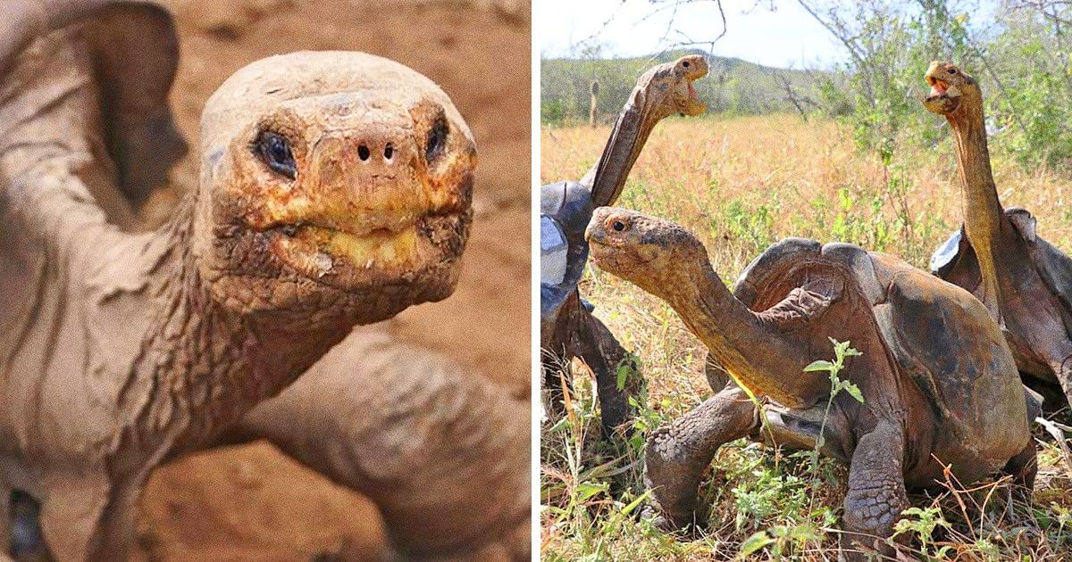 Diego, la tortue qui a sauvé son espèce de l’extinction, est rentré chez lui après 80 ans