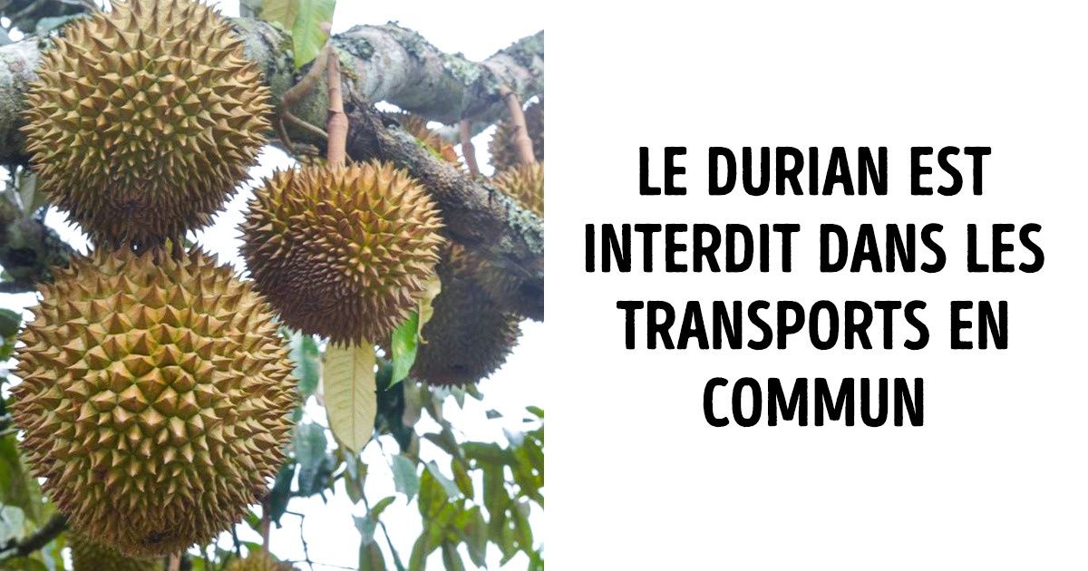 En découvrant les particularités de ces 9 fruits, tu te demanderas s’ils proviennent de cette planète En découvrant les particularités de ces 9 fruits, tu te demanderas s’ils proviennent de cette planète