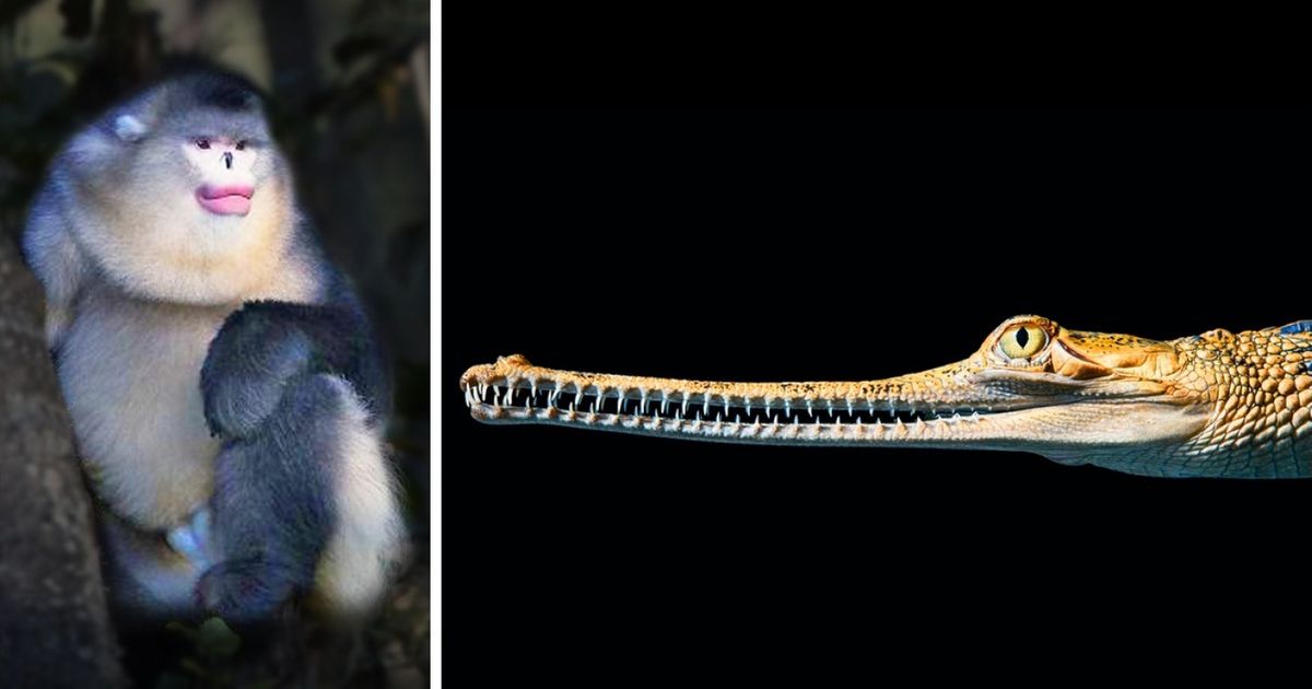 Un photographe a passé deux ans à observer des animaux en voie de disparition et nous livre le résultat de son travail Un photographe a passé deux ans à observer des animaux en voie de disparition et nous livre le résultat de son travail