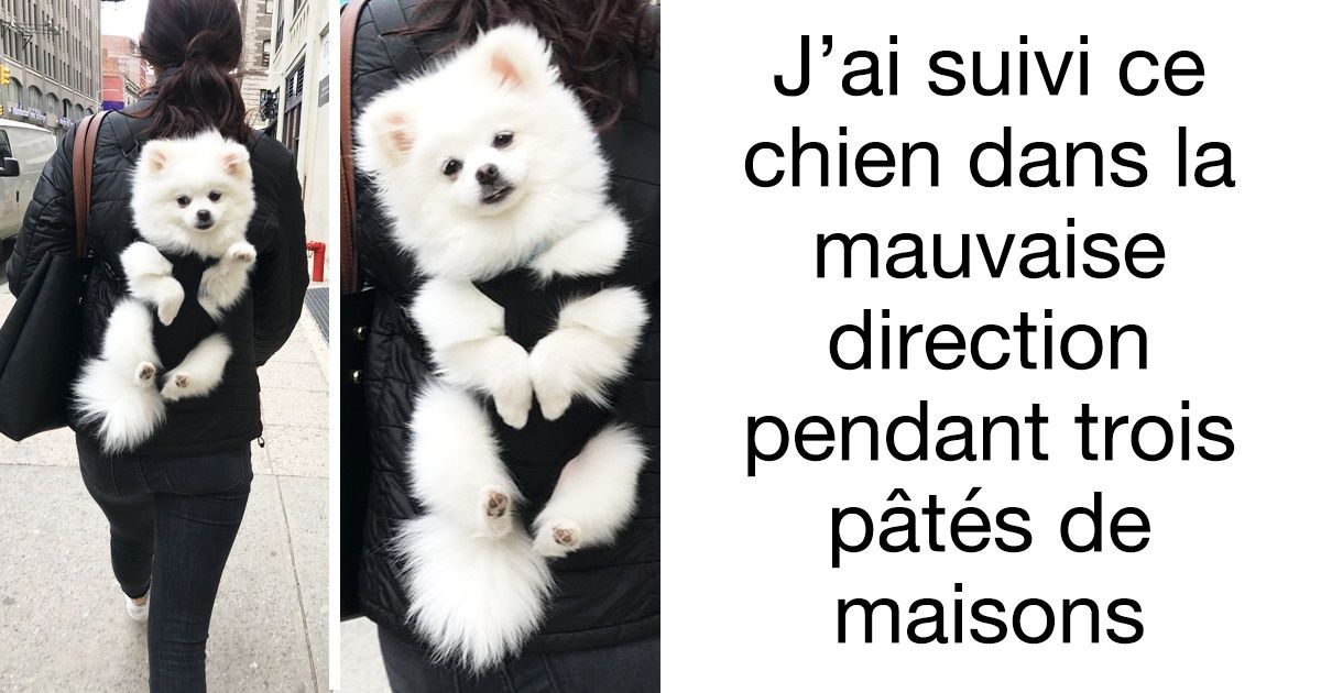 Ces 20 animaux feront fondre ton cœur grâce à leur charme