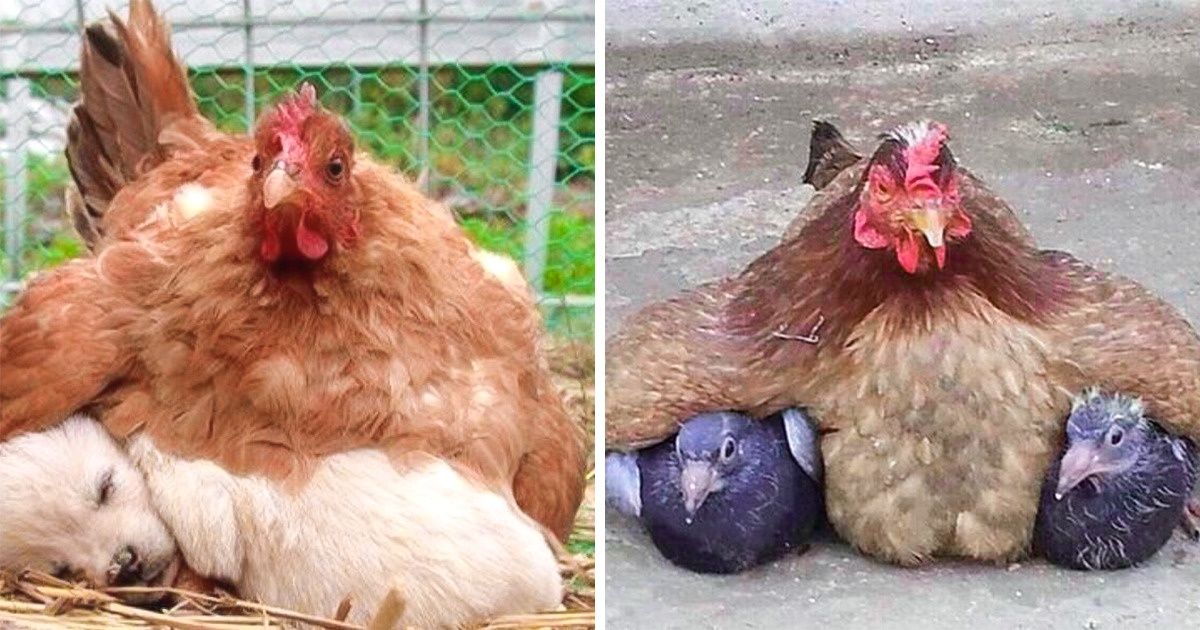 15 Mères poules très drôles qui ont fait tout leur possible pour s’occuper de leurs bébés insolites