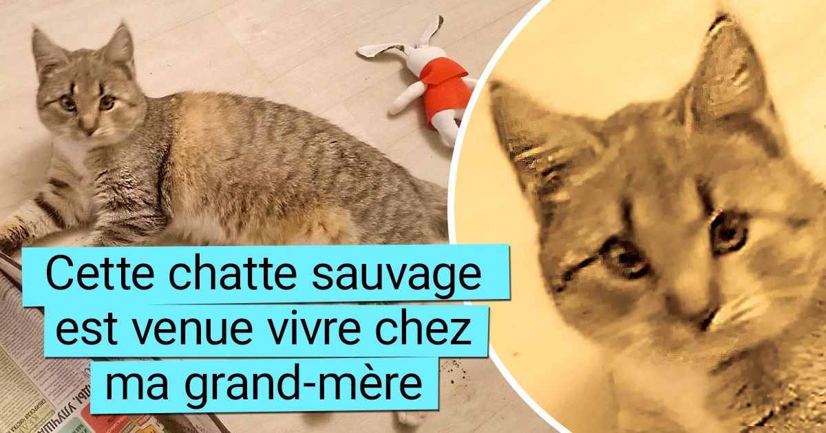 20 Preuves trop mignonnes que ce sont les chats qui adoptent leurs maîtres, et non le contraire