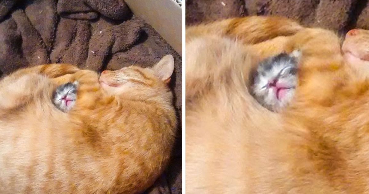 15 Photos d’animaux de compagnie qui te rendront joyeux au premier regard