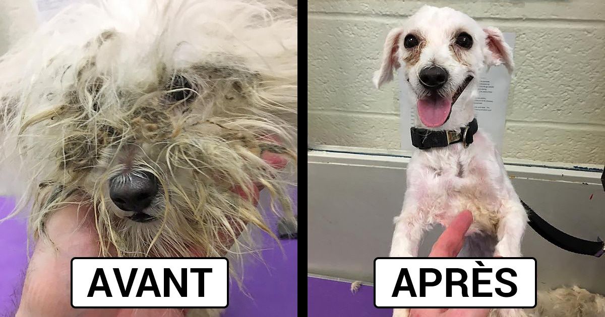 Un homme offre des coupes gratuites aux chiens des refuges pour les aider à trouver une maison