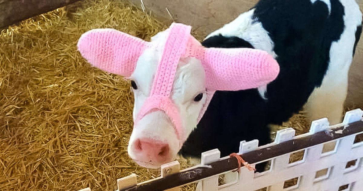 Une agricultrice a inventé des chauffe-oreilles pour les veaux qui viennent de naître, et les photos sont adorables Une agricultrice a inventé des chauffe-oreilles pour les veaux qui viennent de naître, et les photos sont adorables