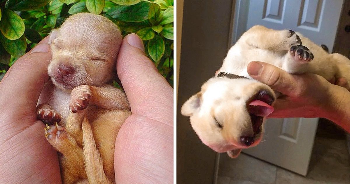 23 Photos de chiots qui te feront craquer avant d’avoir le temps de dire “Ouaf” 23 Photos de chiots qui te feront craquer avant d’avoir le temps de dire “Ouaf”