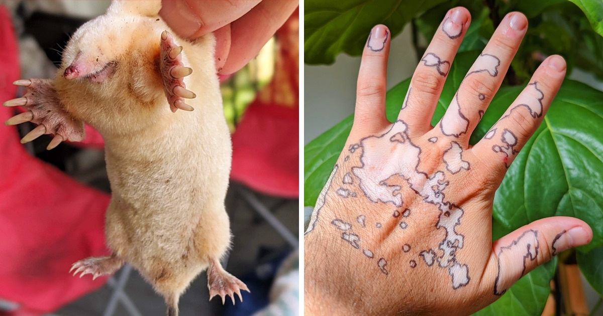 20 Fois où la nature a prouvé qu’elle pouvait encore pimenter notre journée