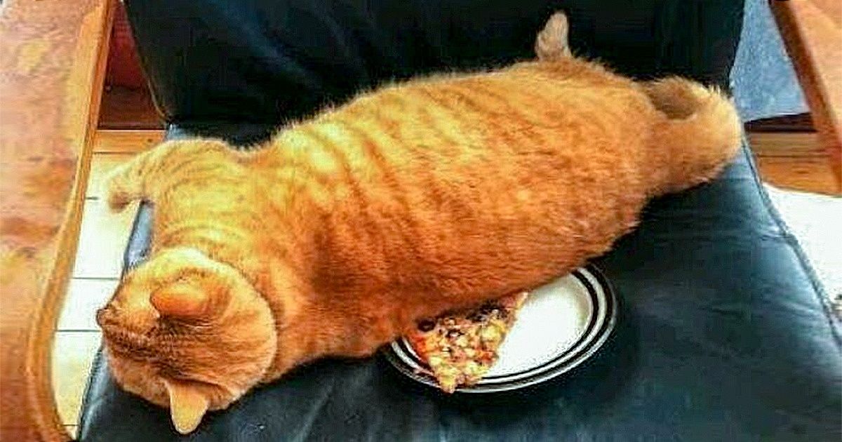 30 Exemples de la tyrannie féline où toutes les personnes qui vivent avec ces adorables créatures se reconnaîtront 30 Exemples de la tyrannie féline où toutes les personnes qui vivent avec ces adorables créatures se reconnaîtront