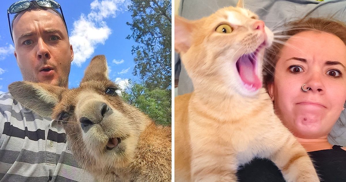 29 Preuves irréfutables que les animaux cherchent toujours à nous voler la vedette sur les selfies
