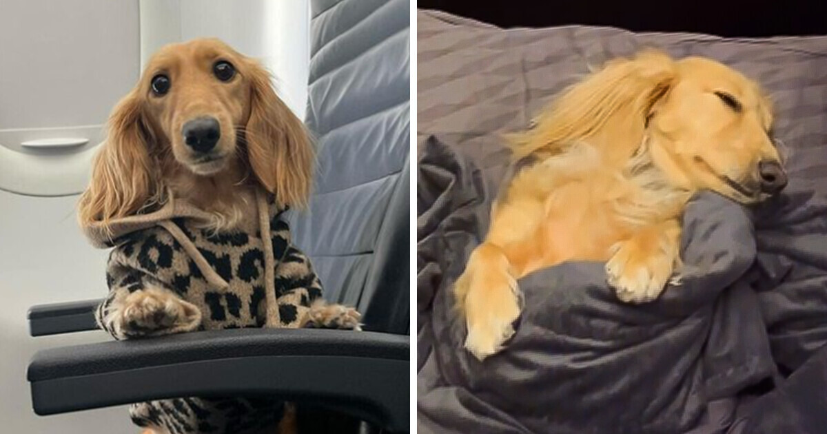 Critiquée après avoir pris un billet en première classe pour sa chienne, elle répond à ses détracteurs Critiquée après avoir pris un billet en première classe pour sa chienne, elle répond à ses détracteurs