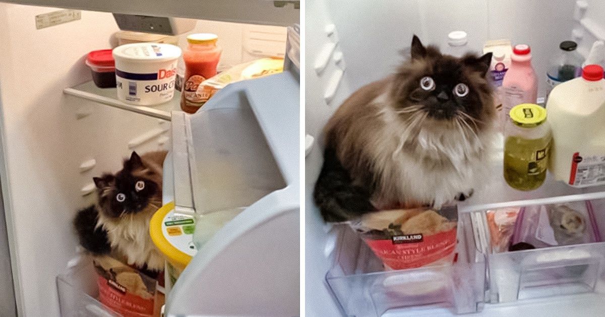 15+ Photos qui prouvent bien que vivre avec des chats est une aventure pleine d’amour et de joie