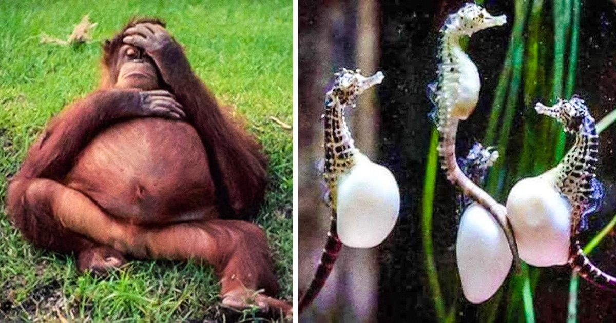 21 photos d’animaux différents prises juste avant qu’ils ne mettent bas