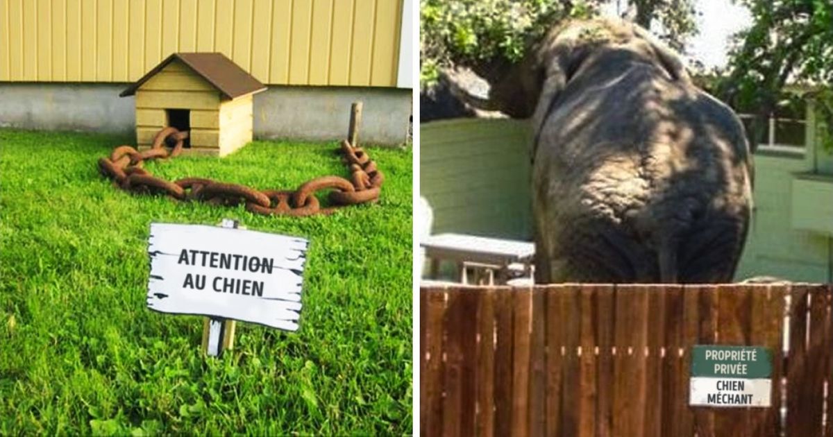 Ces panneaux “attention au chien” sont assez originaux, tout comme les “chiens” en question