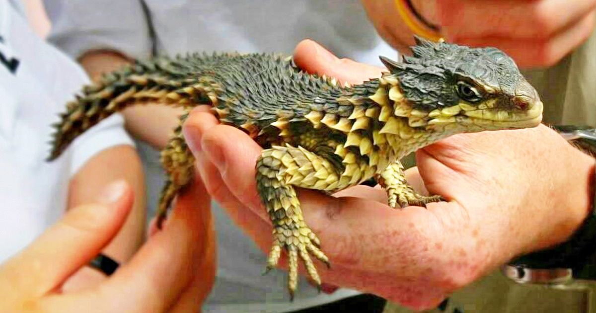 20 Animaux farfelus qui font de l’Afrique un monde unique 20 Animaux farfelus qui font de l’Afrique un monde unique