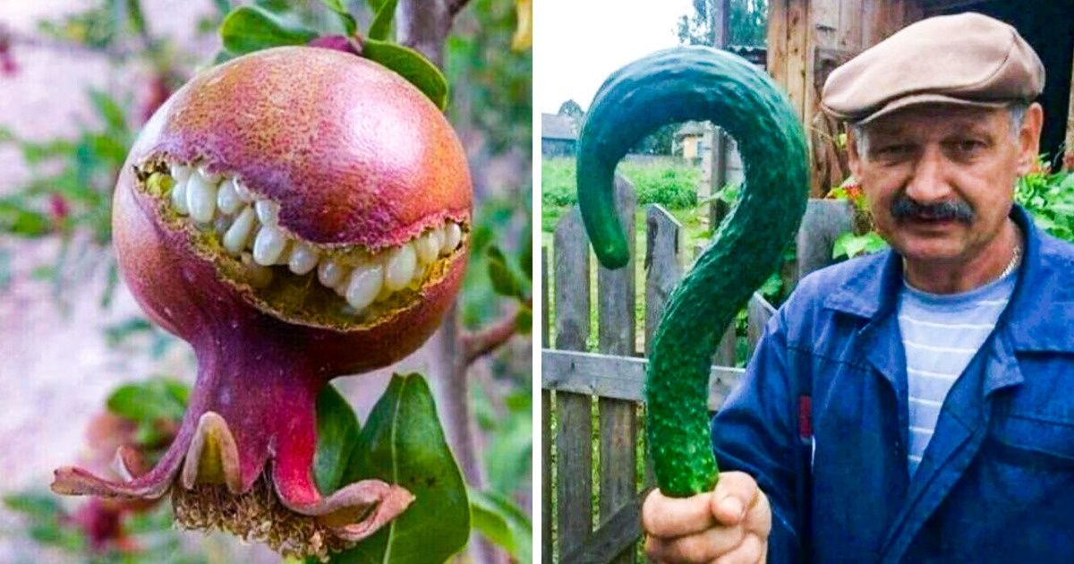 25 Fruits et légumes aux formes hilarantes que Mère Nature nous offre chaque jour 25 Fruits et légumes aux formes hilarantes que Mère Nature nous offre chaque jour