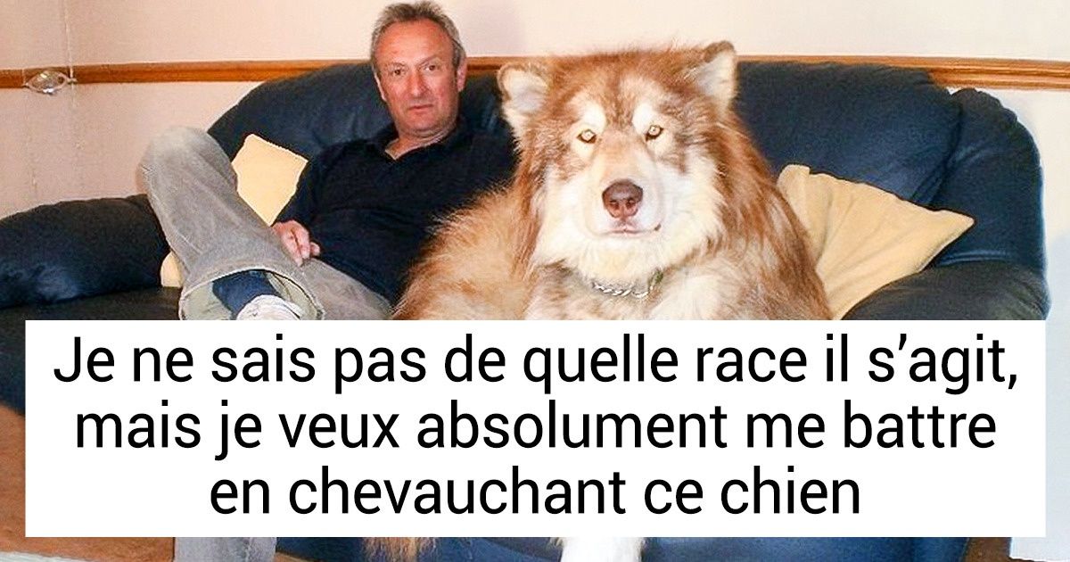 20+ Excellentes preuves que plus un chien est gros, mieux c’est 20+ Excellentes preuves que plus un chien est gros, mieux c’est