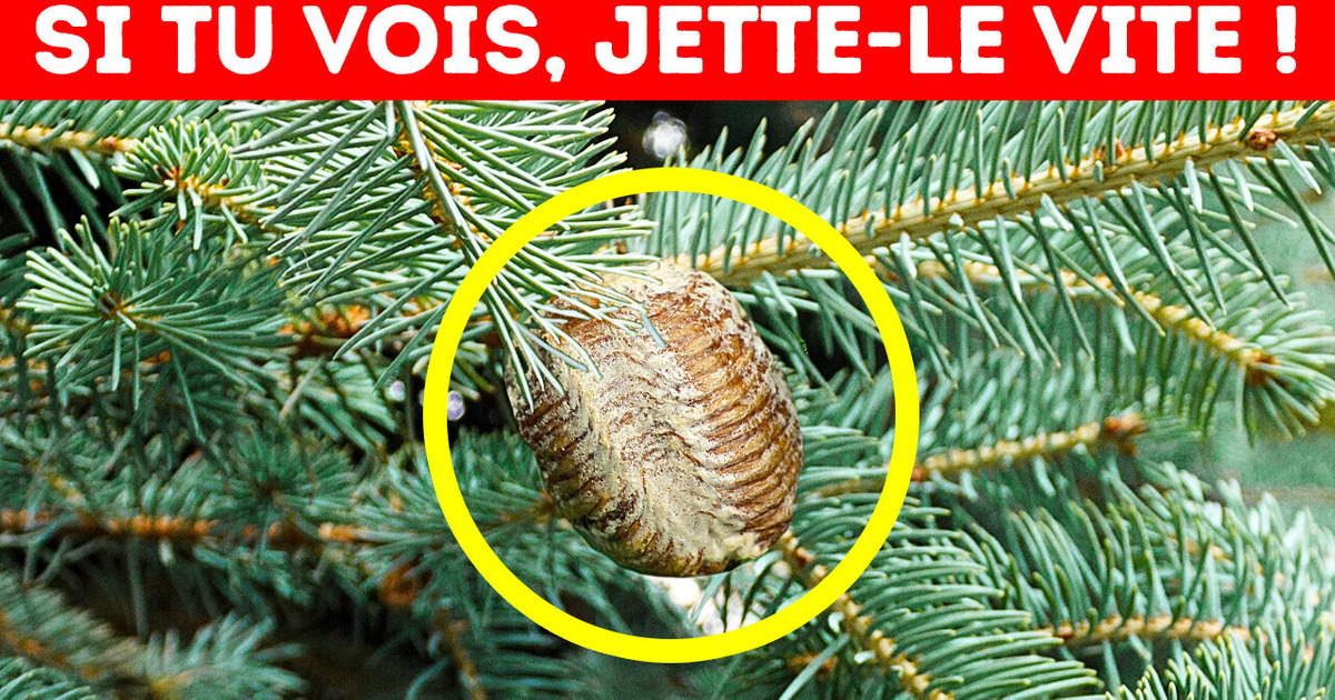 Si tu vois Ceci sur ton Arbre de Noël, Jette-le Immédiatement