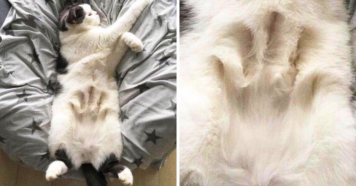 15 Chatons au ventre si doux qu’ils nous donnent envie de passer la main à travers l’écran pour les caresser
