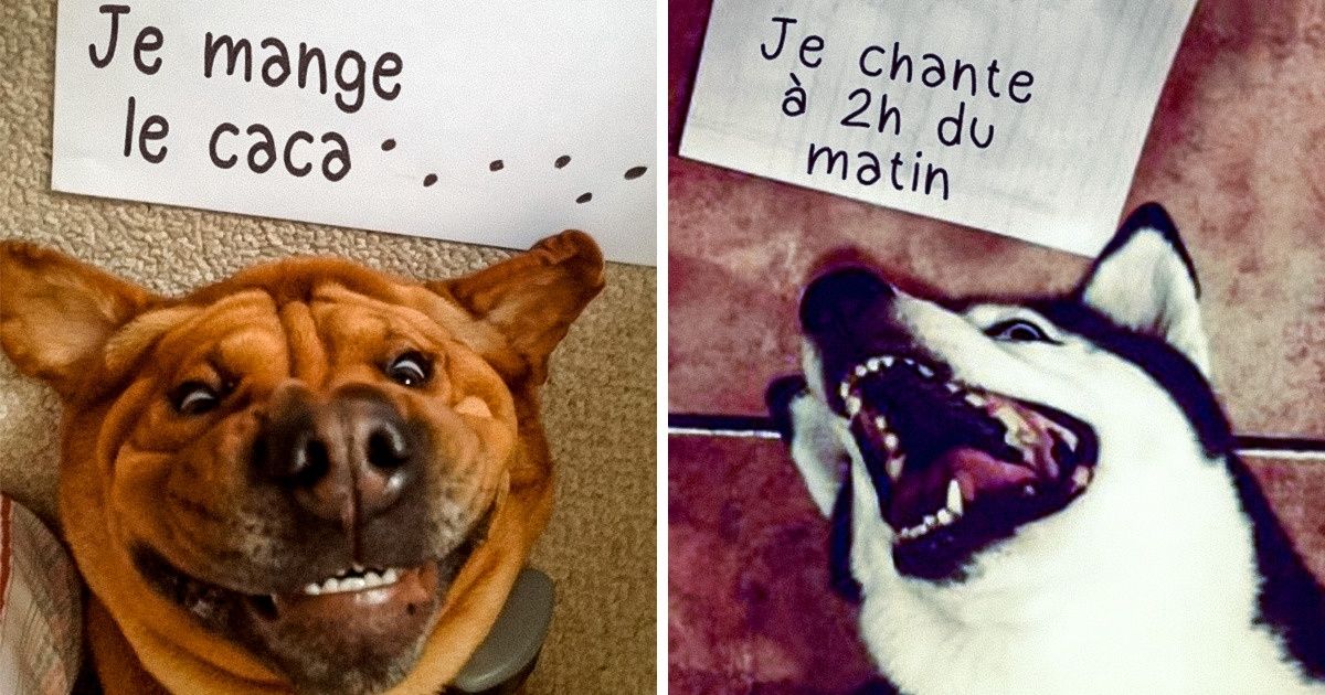 25+ Photos qui nous montrent comment les chiens et les chats espiègles confessent leurs bêtises