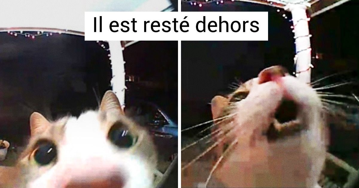 22 Animaux de compagnie très doués pour nous émouvoir avec leurs petits airs innocents