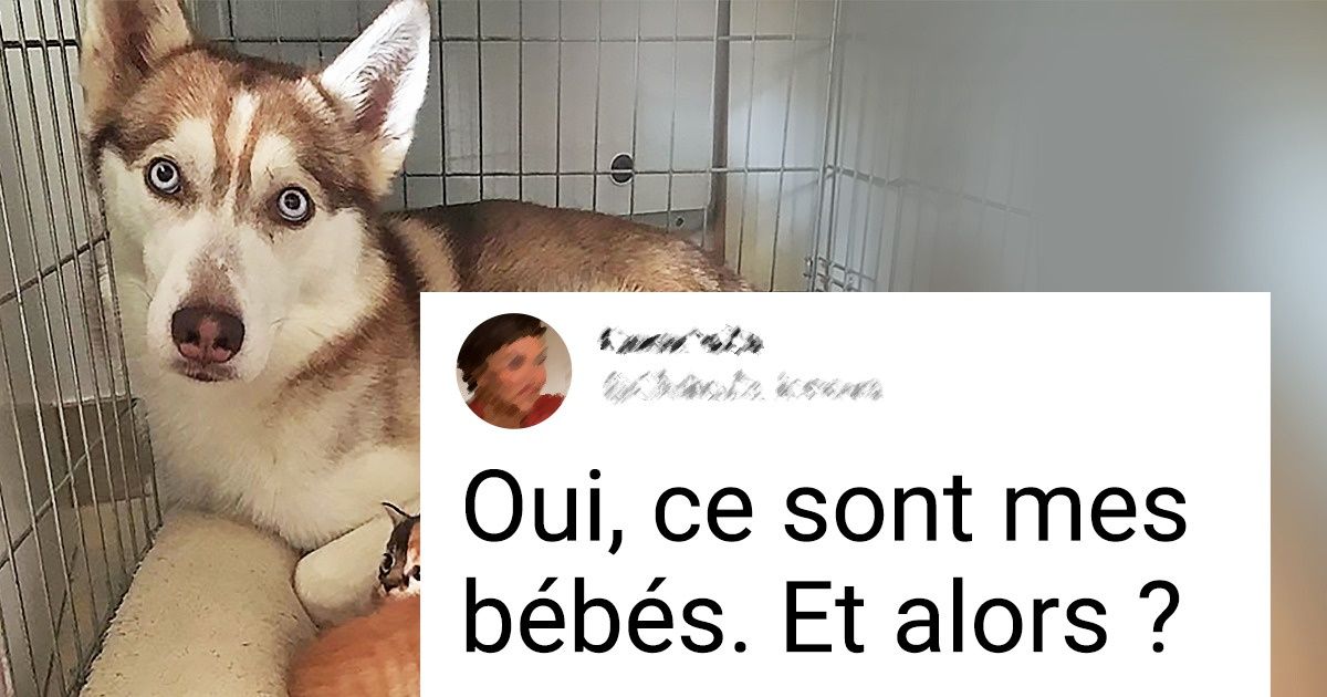 20+ Chiens qui ont oublié ce qu’ils sont réellement et qui n’ont aucune intention de s’en rappeler