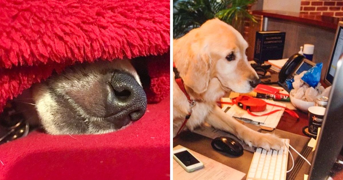 18 Photos de chiens qui commencent la semaine avec l’énergie typique du lundi matin
