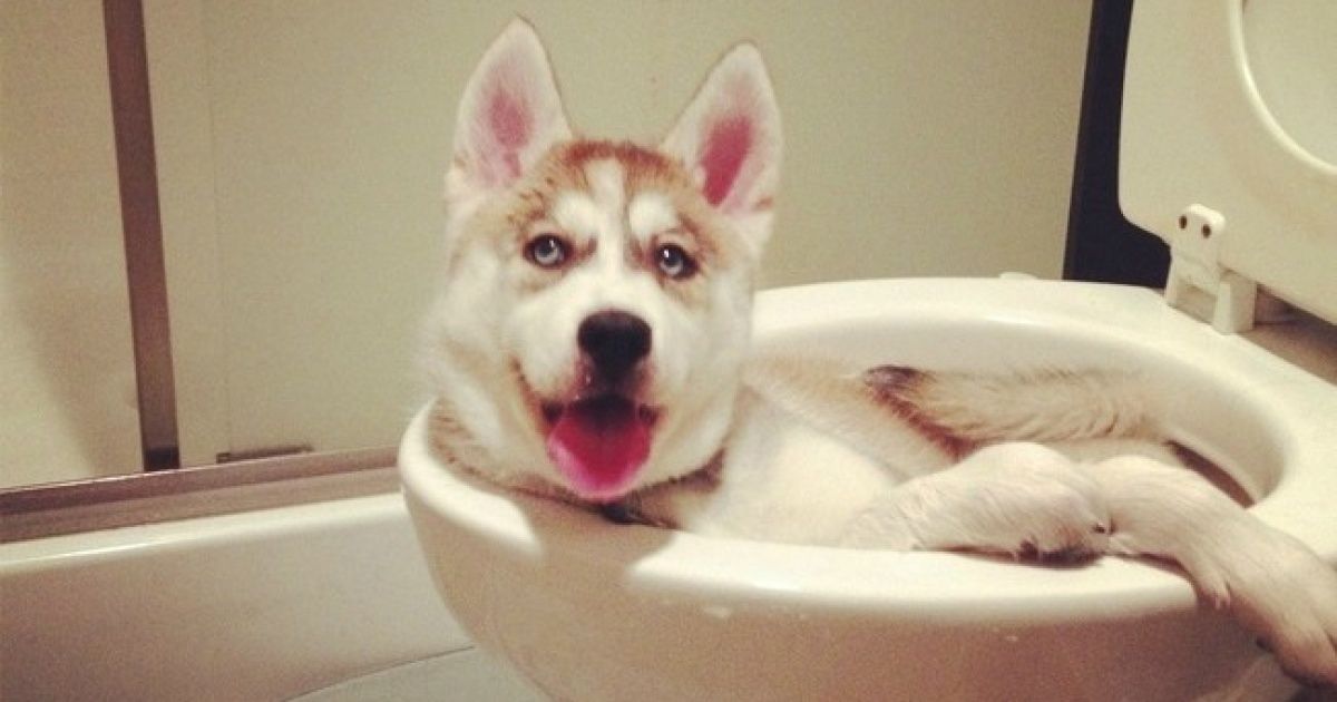 18 Animaux qui ne s’attendaient pas à ce que leurs maîtres rentrent si tôt