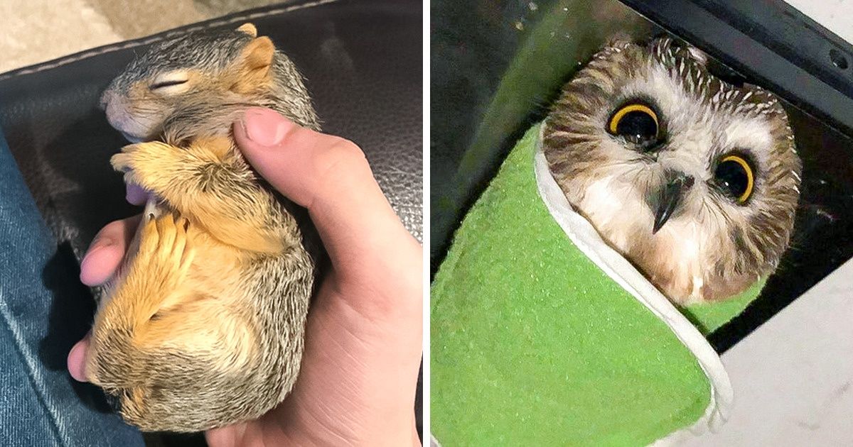 18 Animaux sauvages que les humains ont laissé entrer dans leurs cœurs et dans leurs maisons 18 Animaux sauvages que les humains ont laissé entrer dans leurs cœurs et dans leurs maisons