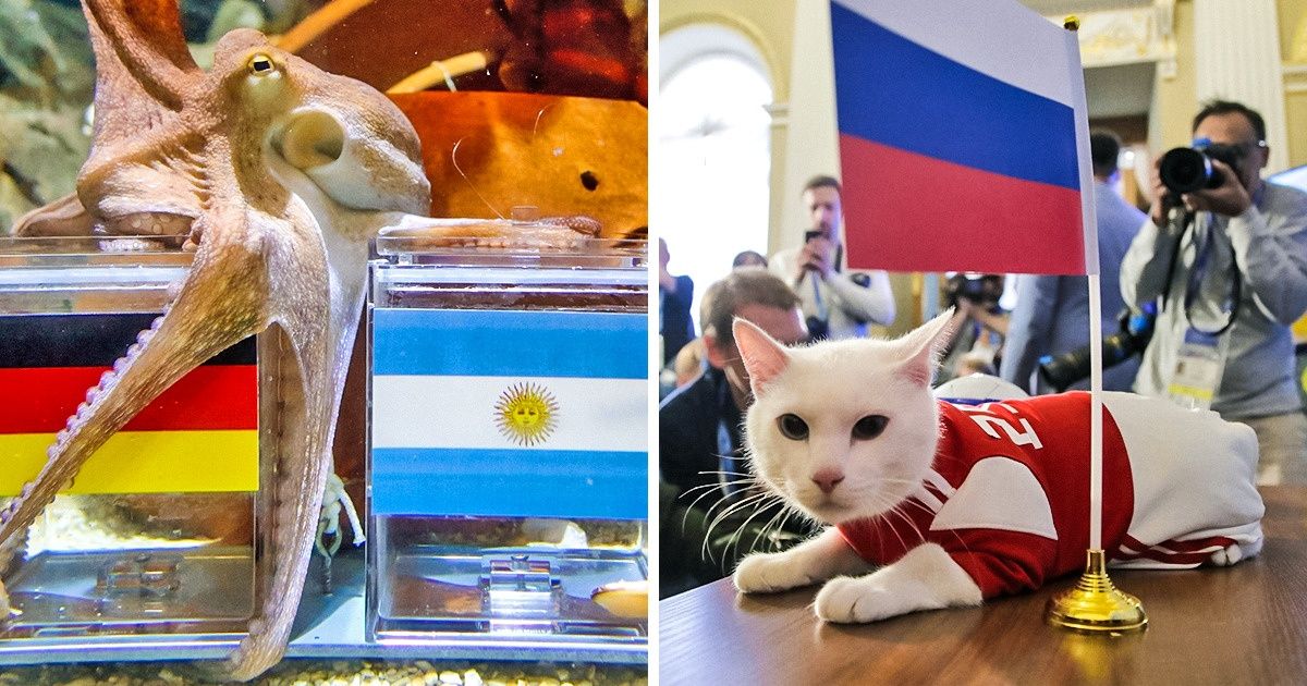 Ces animaux ont prédit les résultats de matchs de la Coupe du Monde !