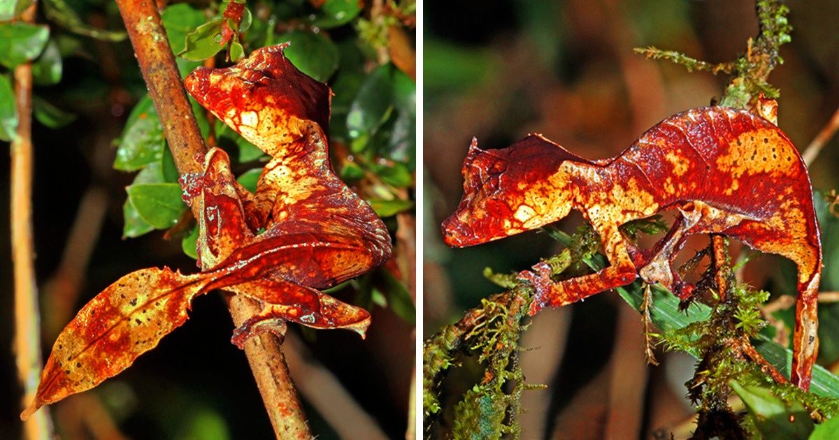 16 Animaux à tavers lesquels la nature a prouvé qu’elle avait encore beaucoup à nous enseigner