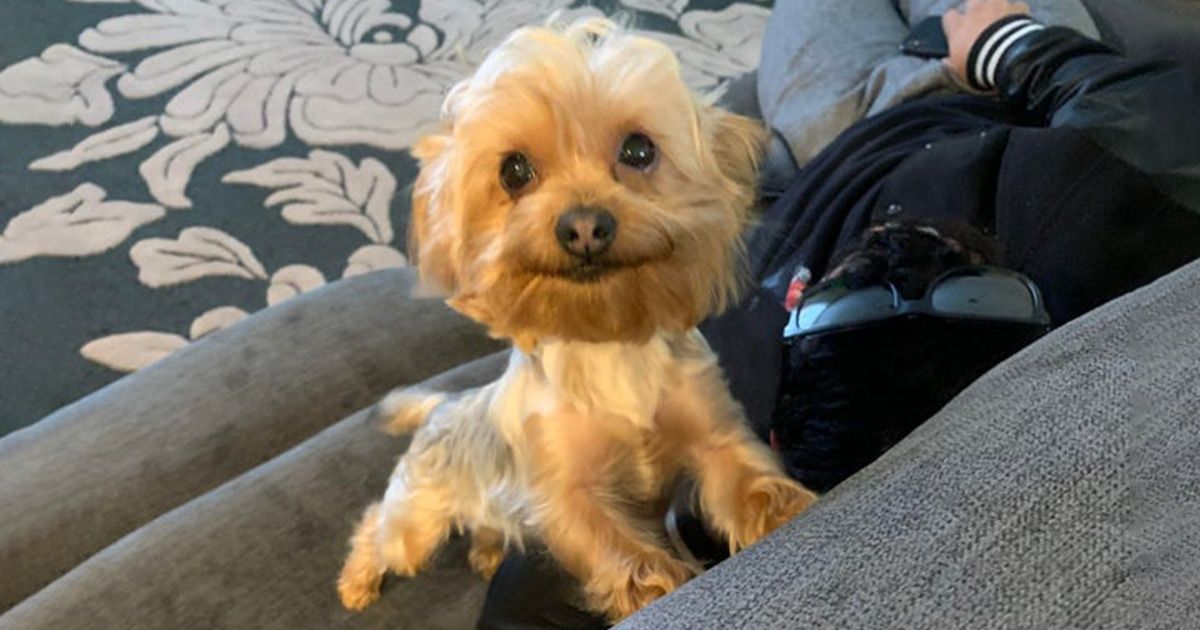 Une étude révèle que les chiens savent mentir pour obtenir ce qu’ils veulent de leur maître Une étude révèle que les chiens savent mentir pour obtenir ce qu’ils veulent de leur maître