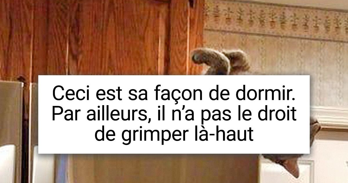 19 Petits malins poilus qui adorent leur confort plus que tout