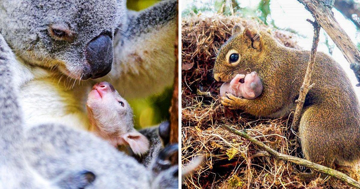 20 Adorables photos qui prouvent qu’il n’y a rien de plus fort que l’amour d’une mère (images inédites !)