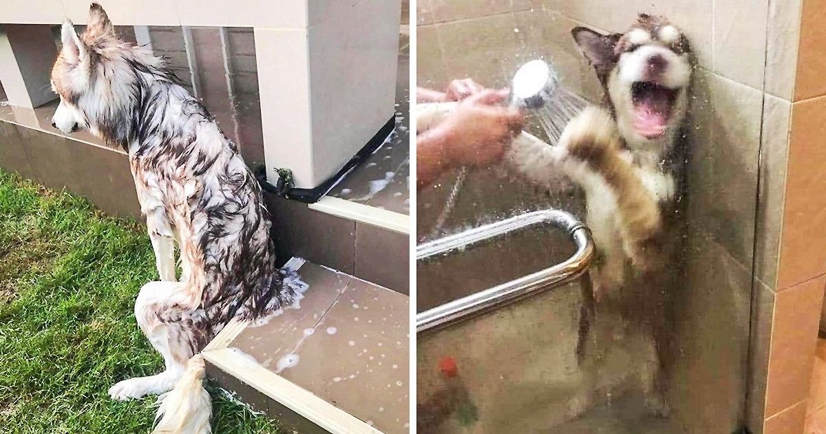 20+ Animaux qui ont rendu l’heure du bain une véritable tragi-comédie