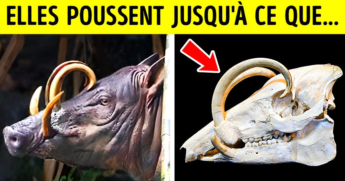 Les Parties du Corps Les Plus Risquées Pour Leurs Propriétaires du Règne Animal Les Parties du Corps Les Plus Risquées Pour Leurs Propriétaires du Règne Animal