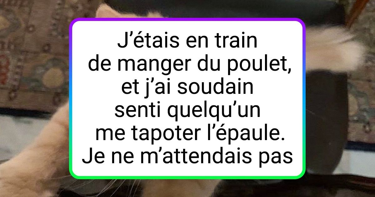 17 Compagnons à quatre pattes qui ne laissent pas leur maître manger un morceau au calme